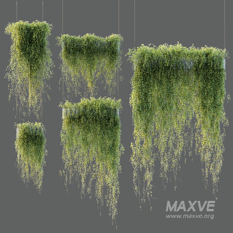 HQ HousePlants Hanged On Plants Set01 - Image 2