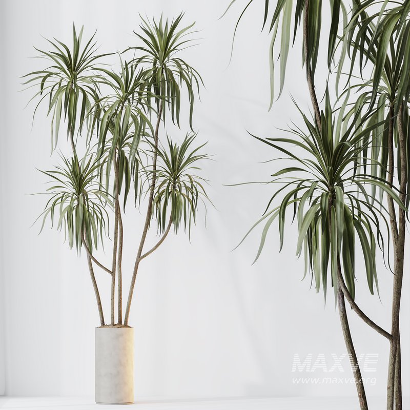 HQ HousePlants Dracaena Warneckii Lemon Lime Cane Dragon Version06 - Image 4