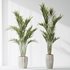 Indoor plants set 83 Areca Majesty Palm and ParadiseBird and Chemlali Olive and Elegant Monstera - Thumbnail 2
