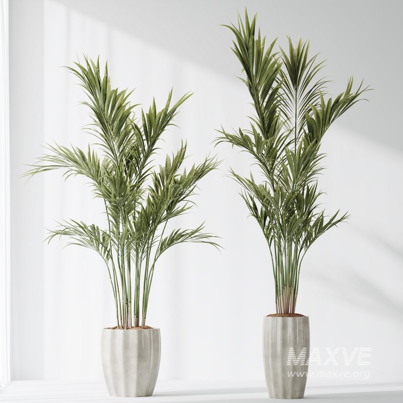 Indoor plants set 83 Areca Majesty Palm and ParadiseBird and Chemlali Olive and Elegant Monstera - Image 2