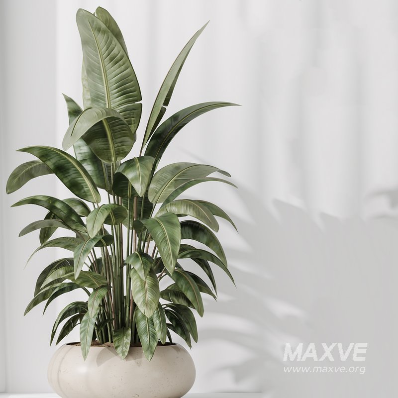 Indoor plants set 81 Areca Majesty and Rhapis Lady Palm and Lemon Lime Cane Dragon and ParadiseBird - Image 4