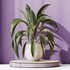 HQ HousePlants Spathiphyllum Wallisii Bellini Peace Lily Domino Set03 - Thumbnail 2