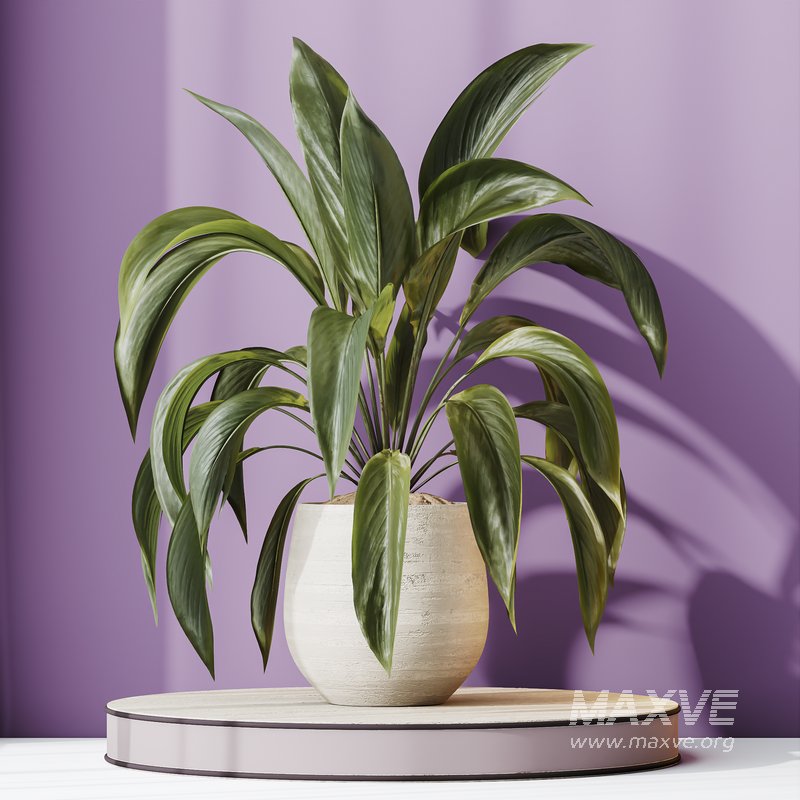 HQ HousePlants Spathiphyllum Wallisii Bellini Peace Lily Domino Set03 - Image 2