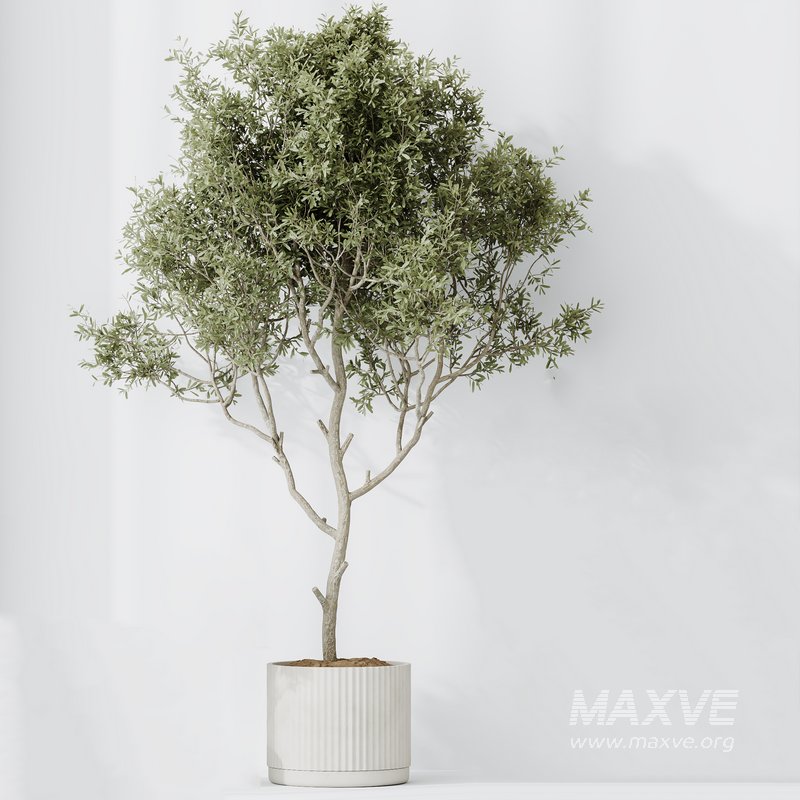 Indoor plants set 79 Wilsonii Chemlali Olive and Ficus Microcarpa and Mission Olive - Image 2