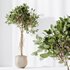 HQ HousePlants Decorative Ficus Benjamina African Fig - Thumbnail 5