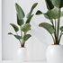 indoor plants set 96 Strelitzia Reginae Nicolai and Mountain Kentia Palm - Thumbnail 10