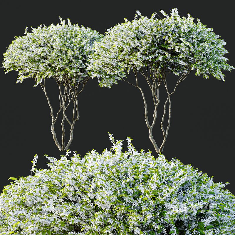 Amelanchier lamarckii Bush - Image 3