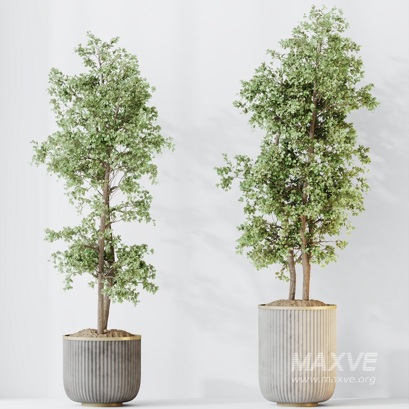 HQ HousePlants Mission Kalamata Leccino Arbequina Wilsonii Chemlali Olive Set 43 - Image 2