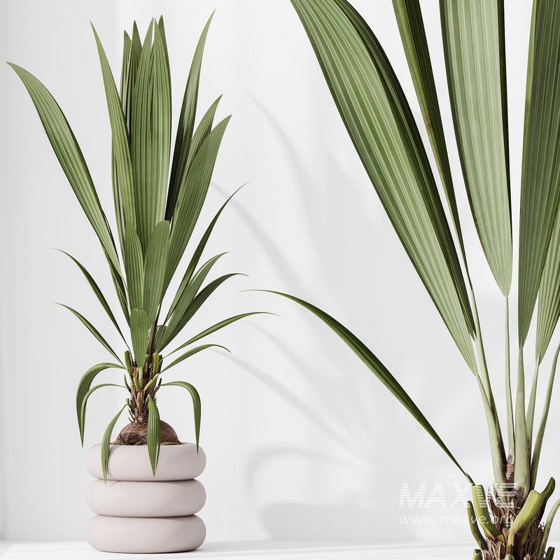 Indoor plants set 68 Wilsonii Chemlali Olive and Coconut Palm and Grandis Ruffled Fan Palm - Image 3