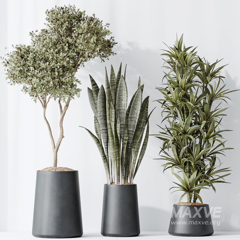 Indoor plants set 84 Olive Tree and ParadiseBird - Image 3