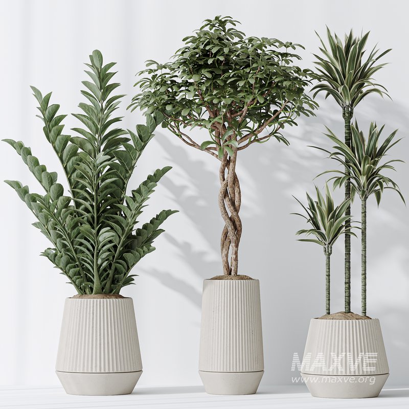 Indoor plants set 77 Bird Of ParadiseBird and Schefflera Arboricola and Warneckii Lemon and Zamioculcas Zamiifolia - Image 4