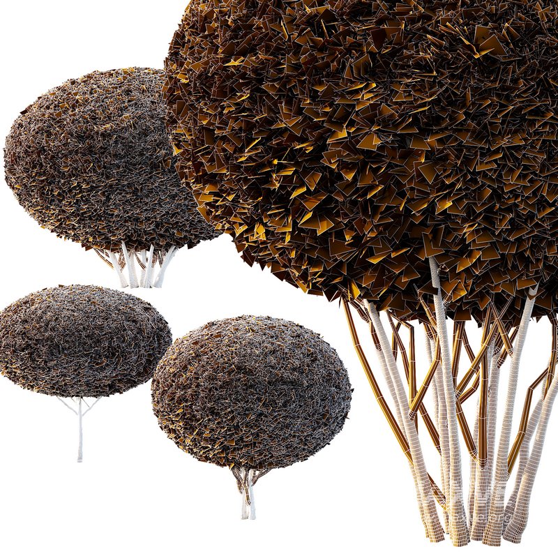 Pinus Mugo Bush10 - Image 3