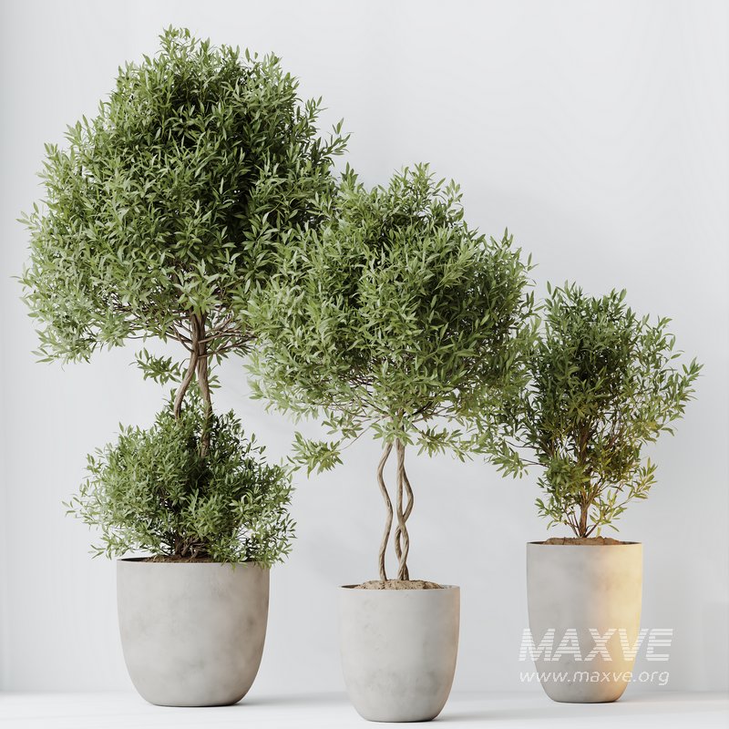 HQ HousePlants Mission Kalamata Leccino Arbequina Wilsonii Chemlali Olive Set 36 - Image 5