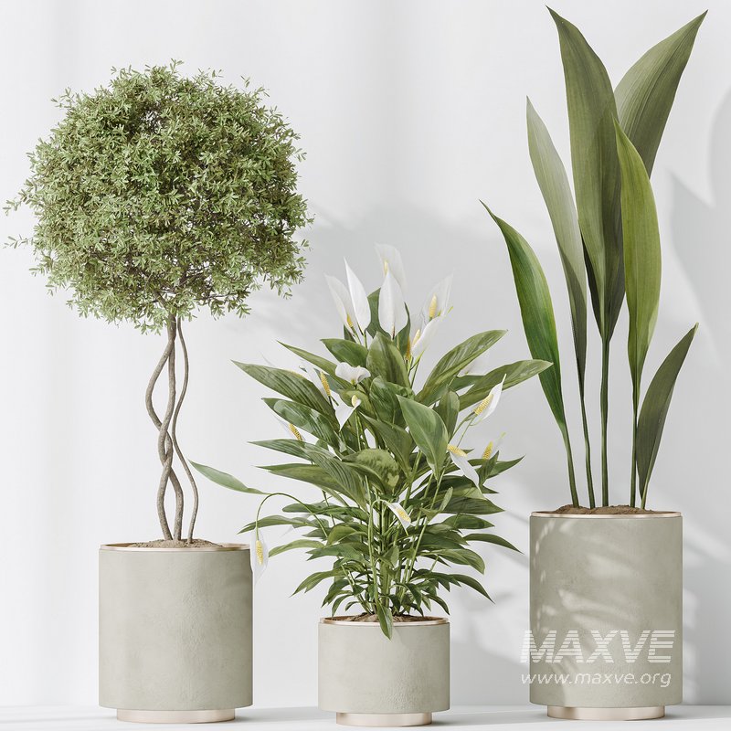 Indoor plant set 64 - Image 4