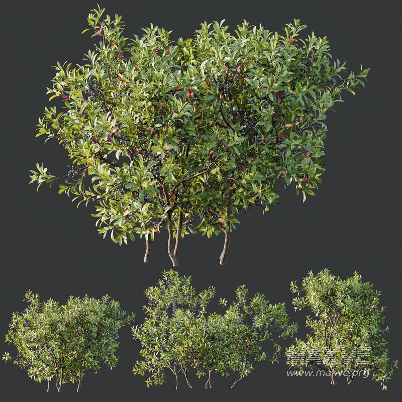 Nerium Kaner Rose Pink and Morella Bayberry Candleberry Northern Fruit - Image 2