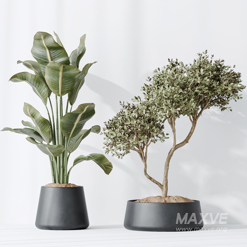 Indoor plants set 84 Olive Tree and ParadiseBird - Image 4