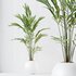 indoor plants set 96 Strelitzia Reginae Nicolai and Mountain Kentia Palm - Thumbnail 2