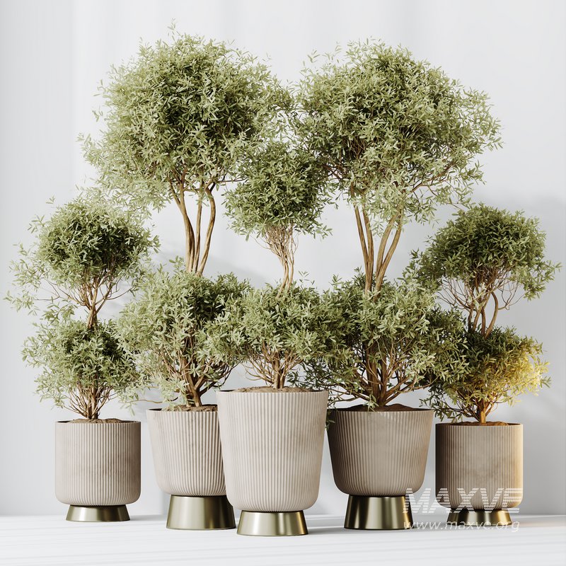 HQ HousePlants Mission Kalamata Leccino Arbequina Wilsonii Chemlali Olive Set 38 - Image 5