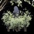 Amelanchier lamarckii Bush - Thumbnail 4