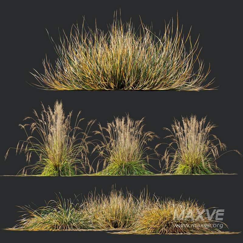 Carex Testacea Orange and Molinia Caerulea Fire Grasses - Image 3