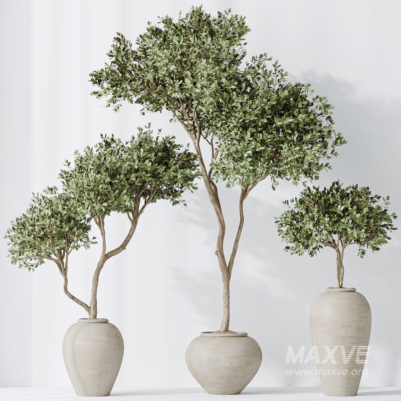 Indoor plants set 87 Mission Olive and Areca Reed Palm and Palm Hydro Care - Image 4