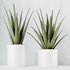 HQ HousePlants Aloe Vera Succulents - Thumbnail 5