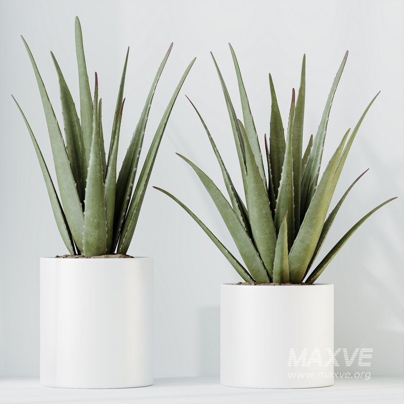 HQ HousePlants Aloe Vera Succulents - Image 5