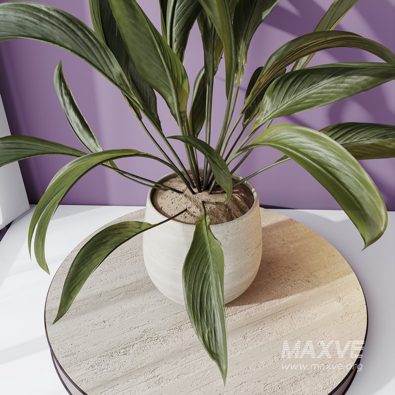 HQ HousePlants Spathiphyllum Wallisii Bellini Peace Lily Domino Set02 - Image 2