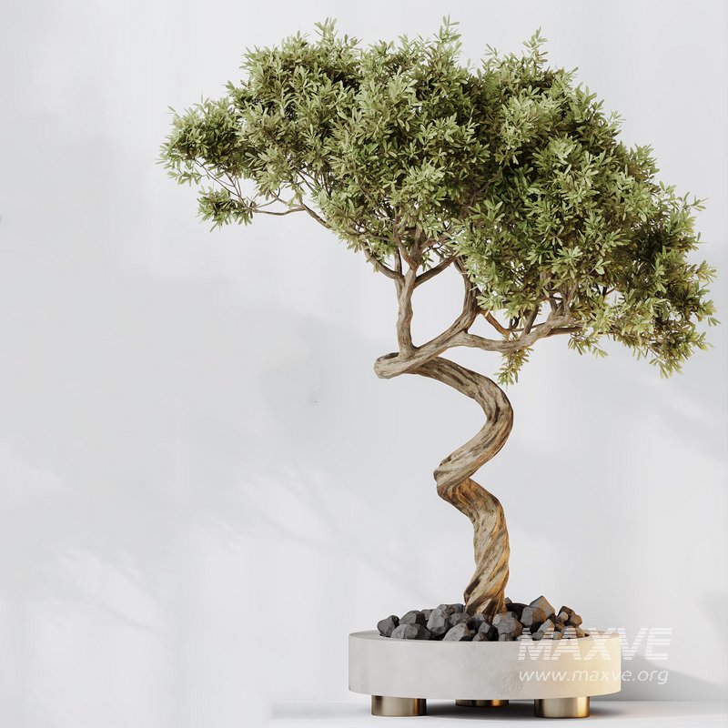 Indoor plants set 71 Wilsonii Chemlali Olive Bonsai Ginseng - Image 2