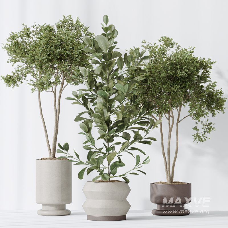 Indoor plants set 76 Wilsonii Chemlali Olive and Elegant Monstera and Ficus Microcarpa - Image 6