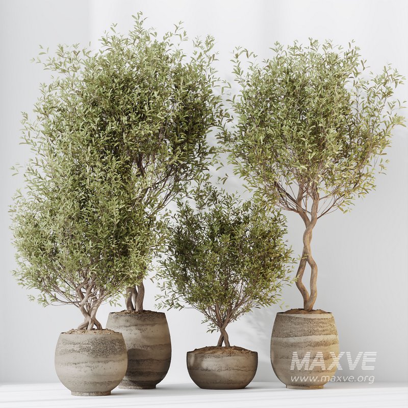 HQ HousePlants Mission Kalamata Leccino Arbequina Wilsonii Chemlali Olive Set 41 - Image 3