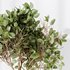HQ HousePlants Decorative Ficus Benjamina African Fig - Thumbnail 2