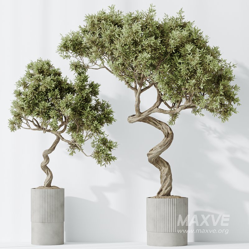 Indoor plants set 88 Mission Kalamata Leccino Arbequina Wilsonii Chemlali Olive - Image 5