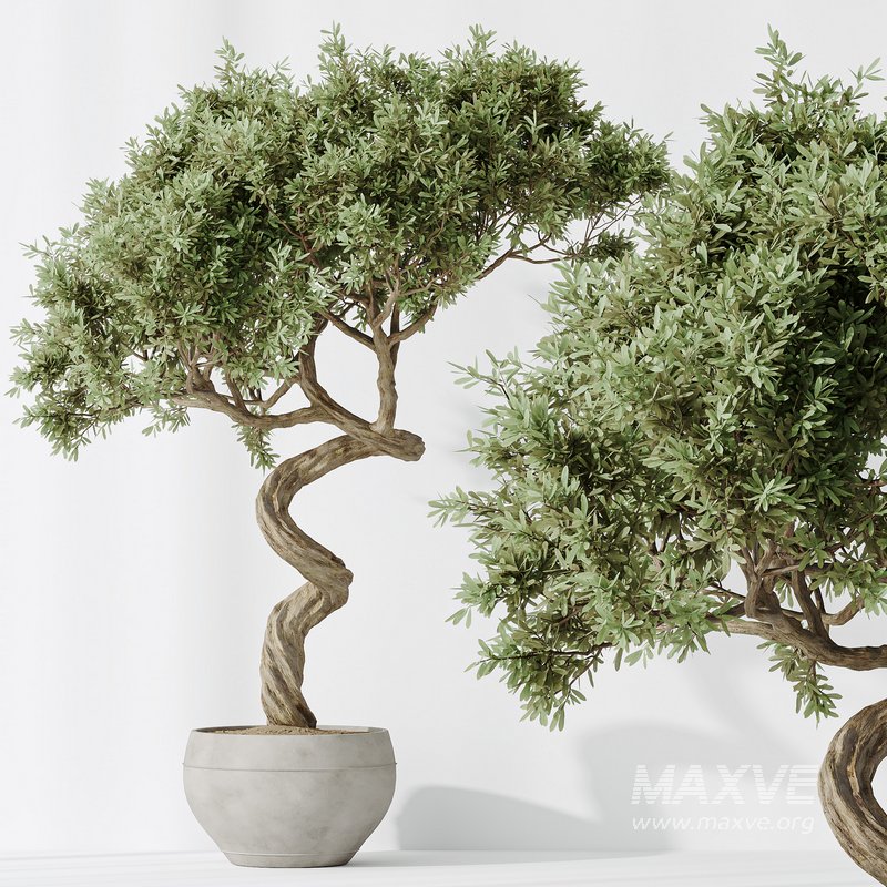 Indoor plants set 82 Ficus Cyathistipula and Green Sansevieria and Wilsonii Chemlali Olive - Image 6