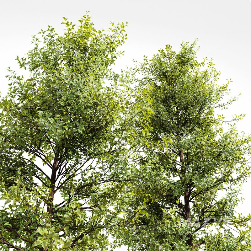 Acer Saccharinum and Buergerianum - Image 2