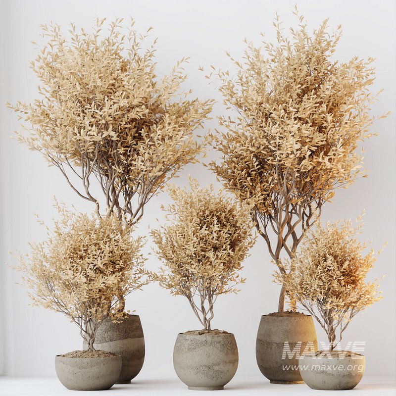 HQ HousePlants Mission Kalamata Leccino Arbequina Wilsonii Chemlali Olive Set 42 - Image 4