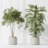 Indoor plants set 83 Areca Majesty Palm and ParadiseBird and Chemlali Olive and Elegant Monstera - Thumbnail 3