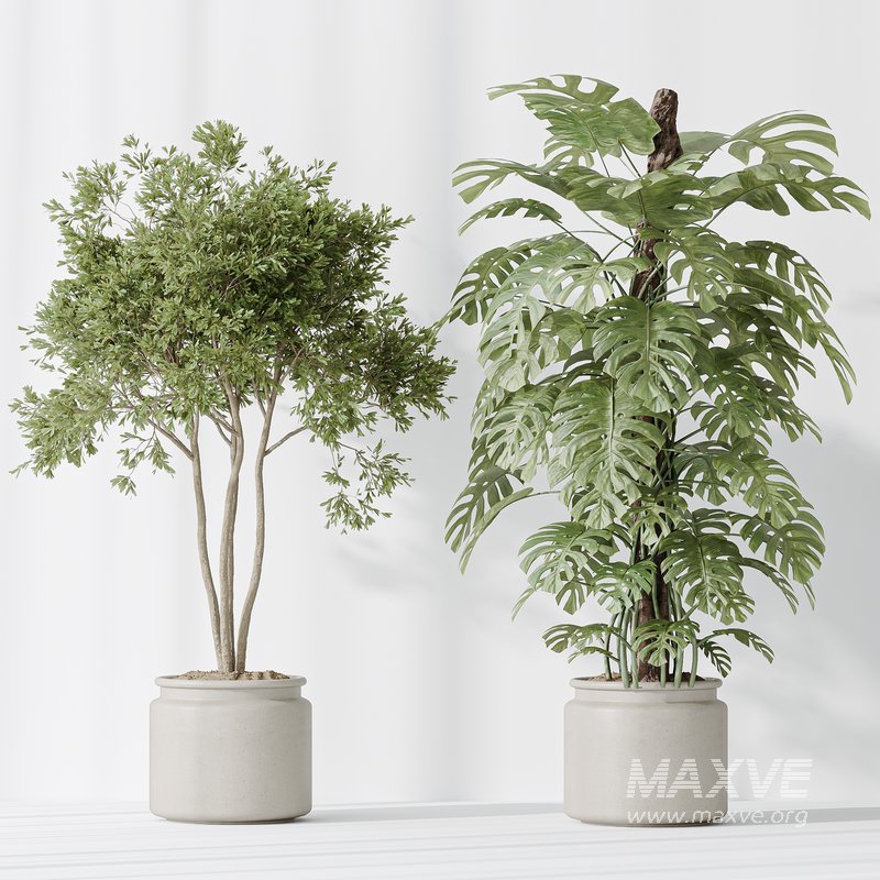 Indoor plants set 83 Areca Majesty Palm and ParadiseBird and Chemlali Olive and Elegant Monstera - Image 3