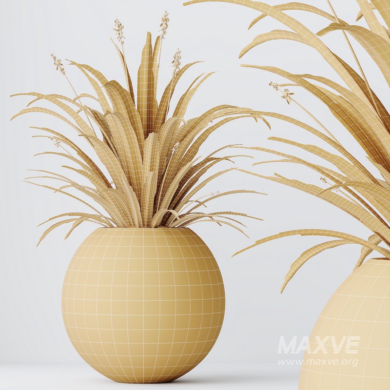 HQ HousePlants Decorative Green Dracaena Cane Dragon - Image 4