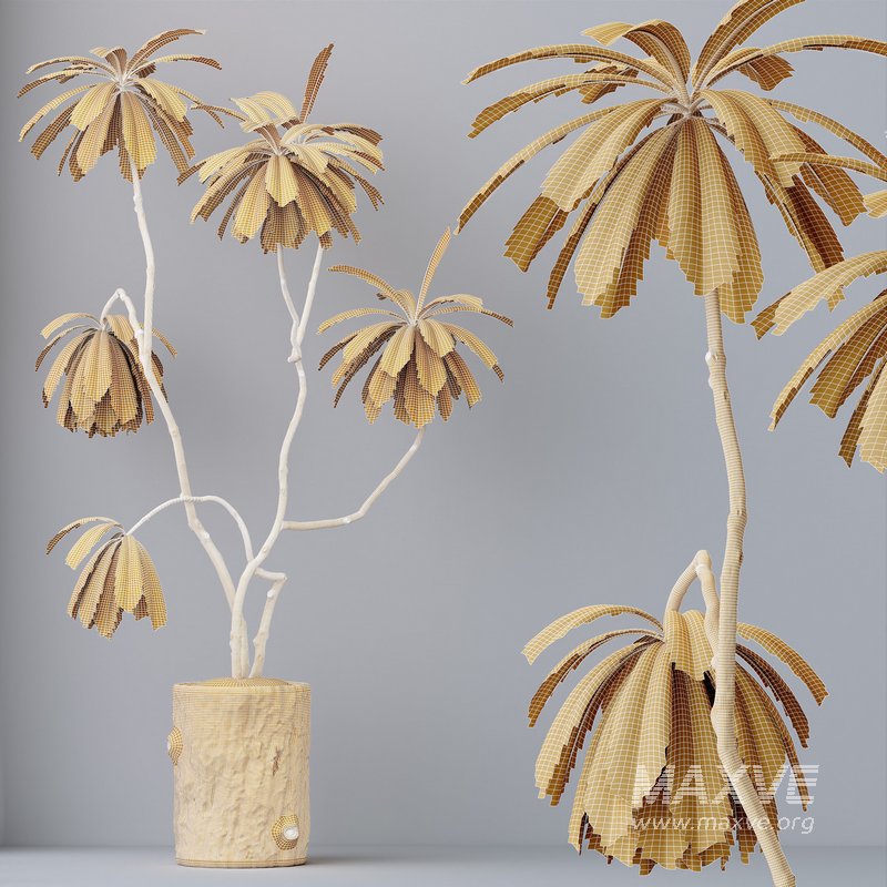 HQ HousePlants Decorative Ficus Cyathistipula African Fig - Image 4