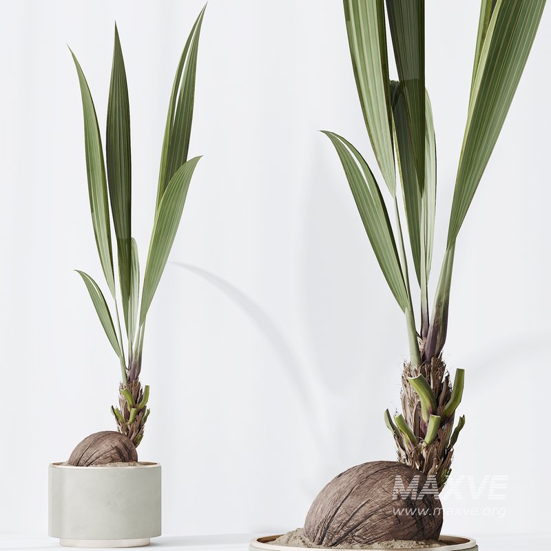 Indoor plants set 92 Mission Leccino Arbequina Olive and Genus Cocos Coconut Palm - Image 6