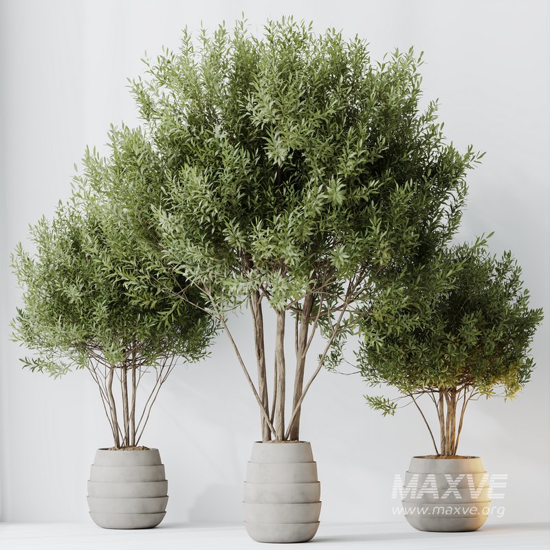 HQ HousePlants Mission Kalamata Leccino Arbequina Wilsonii Chemlali Olive Set 35 - Image 4