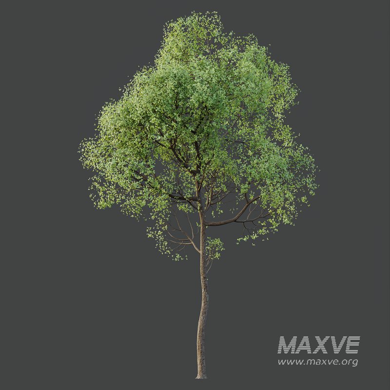 HQ Plants Shorea Robusta Sal Tree02 - Image 3