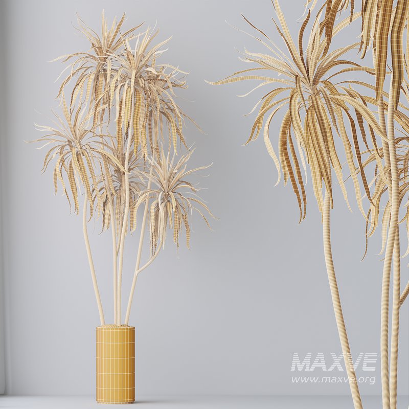 HQ HousePlants Dracaena Warneckii Lemon Lime Cane Dragon Version06 - Image 3