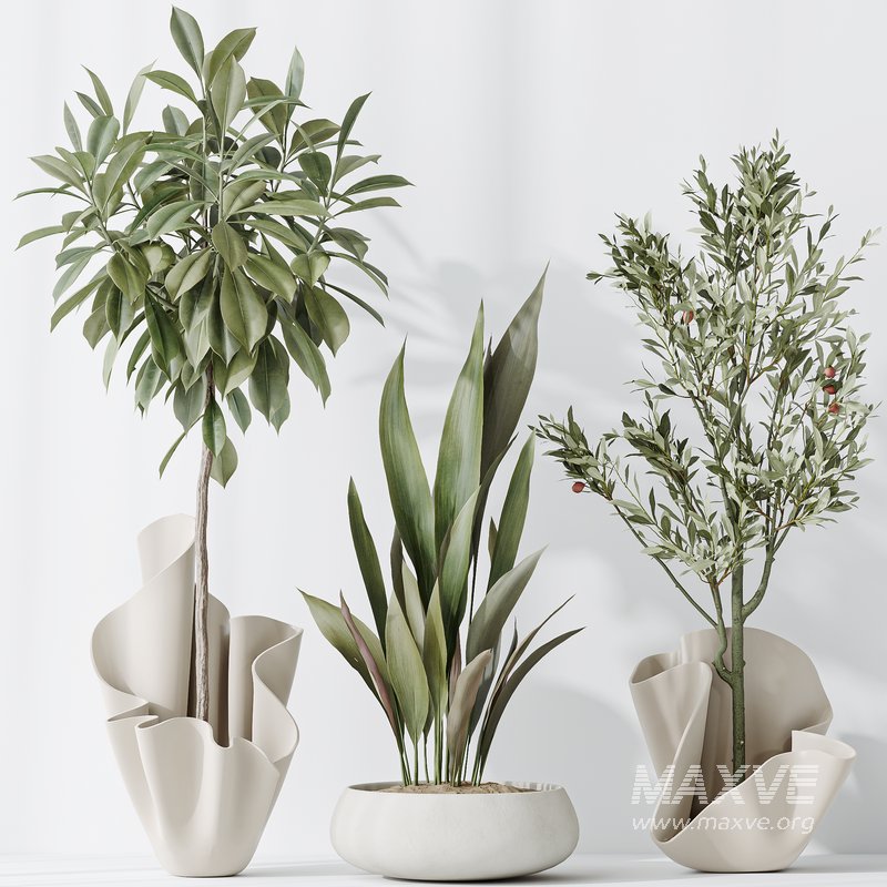 Indoor plants set 86 Mission Kalamata Olive and Ficus African Fig and Aspidistra Elatior - Image 6