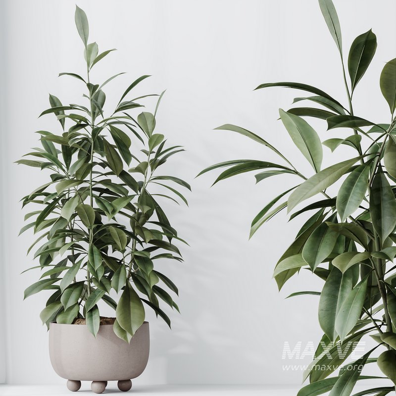 Indoor plants set 74 Ficus Microcarpa Indian Laurel and Ficus Cyathistipula African Fig and Aspidistra Elatior and ParadiseBird - Image 2