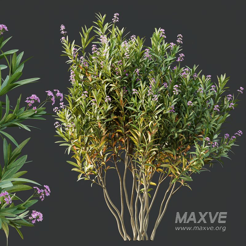 Phillyrea Angustifolia Rosemarinifolia and Oleander Laurier Kaner Rose - Image 3