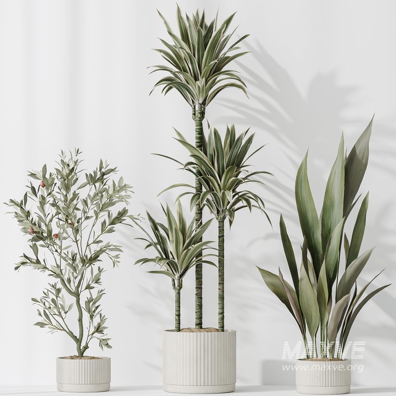 ndoor plant set 63 - Image 1