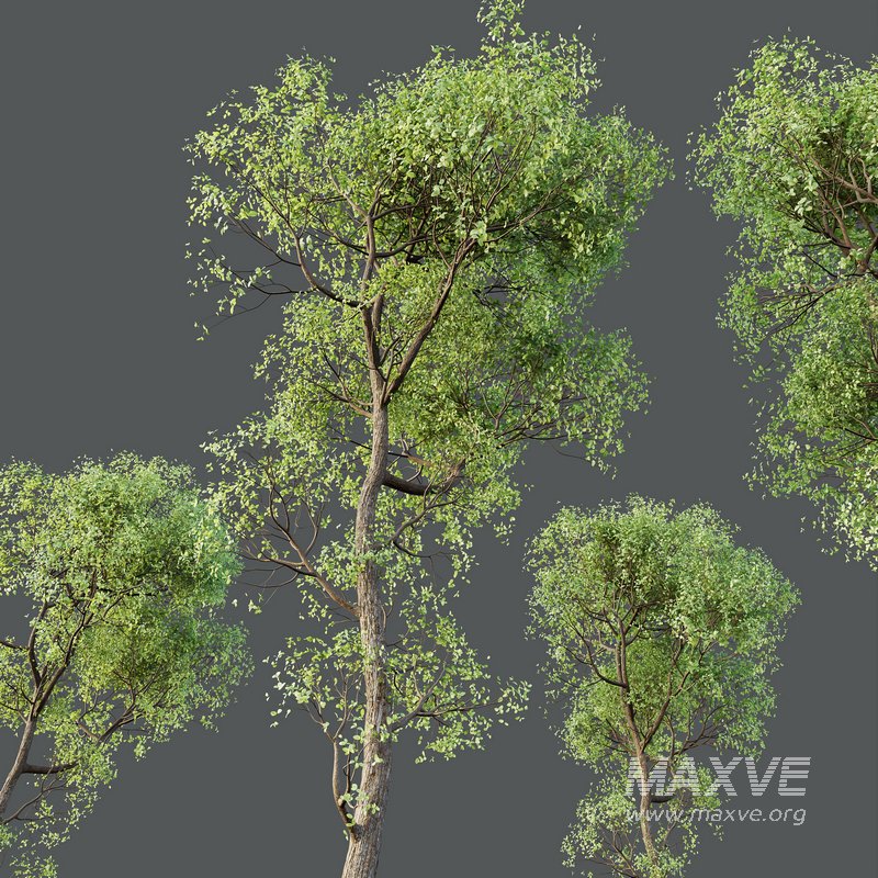 HQ Plants Shorea Robusta Sal Tree03 - Image 5