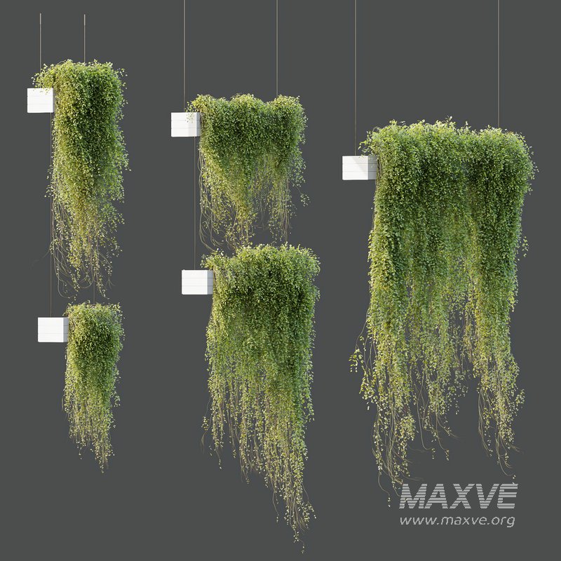 HQ HousePlants Hanged On Plants Set01 - Image 5